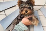 Ckc Merle Yorkie Female