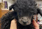 CKC Black tiny toy poodle puppy $350 OBO