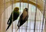 2 Parakeets - 2 Cages - Accessories