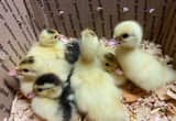 Muscovy ducklings