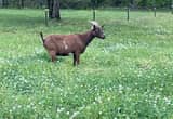 Nigerian Dwarf Goat Herd