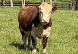 Hereford Bulls