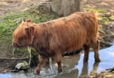 Gentle Miniature Highlander Heifers