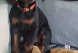 Doberman Pup