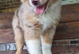 asdr red merle miniature aussie