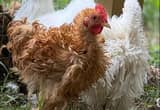 Frizzle Rooster