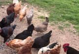 starter flock chickens
