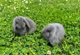 Blue Highland Lop Rabbits/