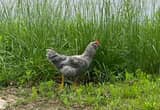 White Leghorn / Barred Rock Rooster