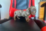 miniature dachshund Dapple