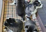 sweet husky/ malamute fur babies!