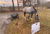 Sweet Blanket Appaloosa Gelding