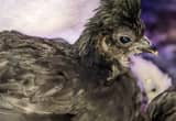 Rare Silkie Chicks • Divine Design