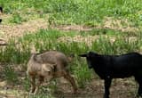 Fainting Baby Goats