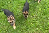German Shepherd pups