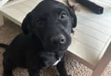 Puppies need good home - Lab Mixes