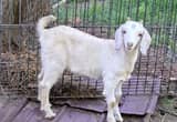 Goats for sale, 2 does, 1 buck
