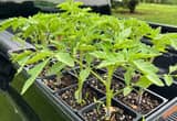 Beefsteak tomato plants