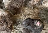 Baby Orpington Chicks~chickens