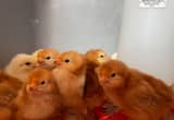 Rhode Island Red Chicks
