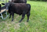 Black Angus Bull Cow