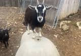 pure bred Nigerian Goat