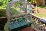 cockatiels big bird cage