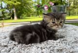 Flat Faced Persian Female Kitten