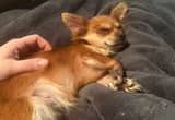 long haired female chihuahua