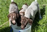 GSP Puppies ready to go
