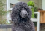 Standard Poodle Ready NOW
