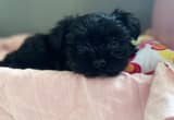 Yorkipoo