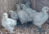 6 lavender orpington hen chicks