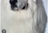 female Great Pyrenees puppy