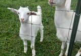 Bottle Raised Goat Kids For Sale