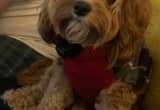 CKC male red cavapoo for stud