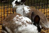 Bunnies / Rabbits For Sale