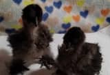 4 black Silkie Chicks- Pending