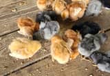 bundle of chicks! midnight sapphire cali