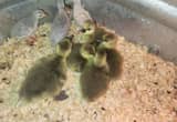 Toulouse goslings (pending)