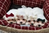Pure-breed Maltese puppies