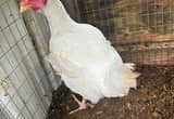 cornish cross meat bird hen
