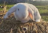 Mini Plush Lop Rabbit - $40