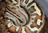 Adult Male Goldeneye Blood Python