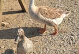 African Geese Pairs for sale