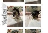 Basset hound pups