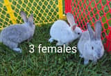 New Zealand Rabbits