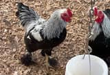 Dark Brahma Bantam & Silkie Roosters