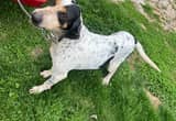 English Coonhound