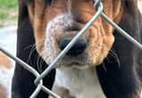Ckc Registered Basset Hound Puppy